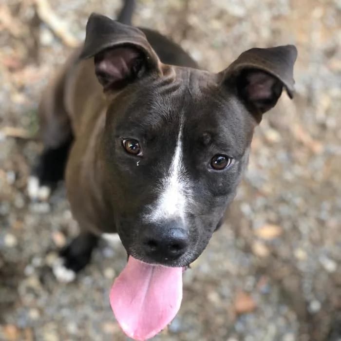 Keyla, female young mixed breed for adoption at Animals Sense Sostre
