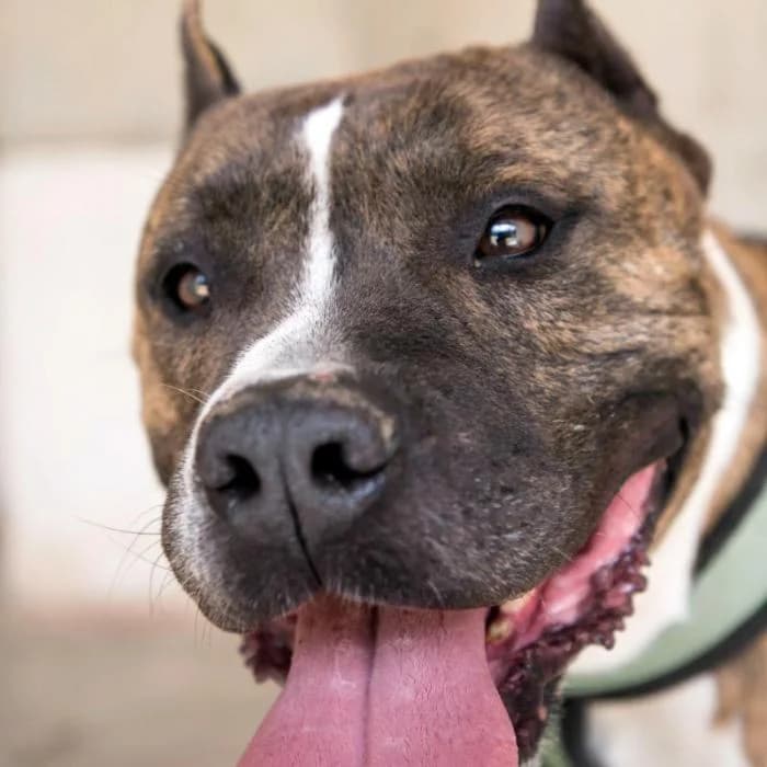 JACK, male senior American Staffordshire Terrier for adoption at Animals Sense Sostre