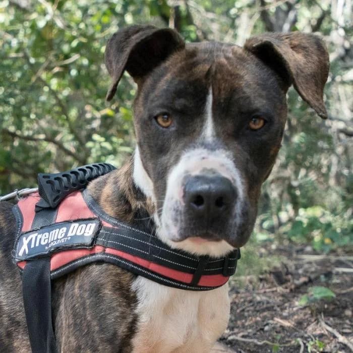 NEBRIS, male 5yo mixed breed for adoption at Animals Sense Sostre