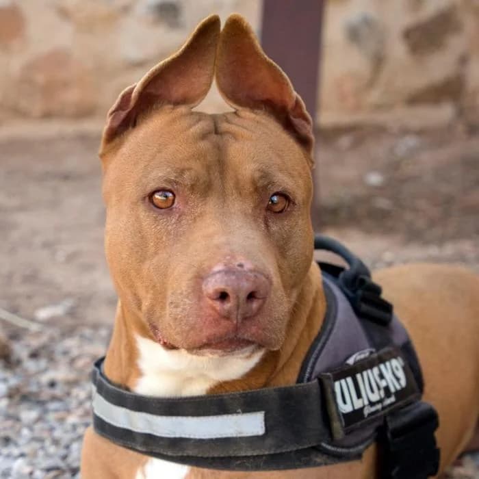 RHAENYRA, female 6yo mixed breed for adoption at Animals Sense Sostre