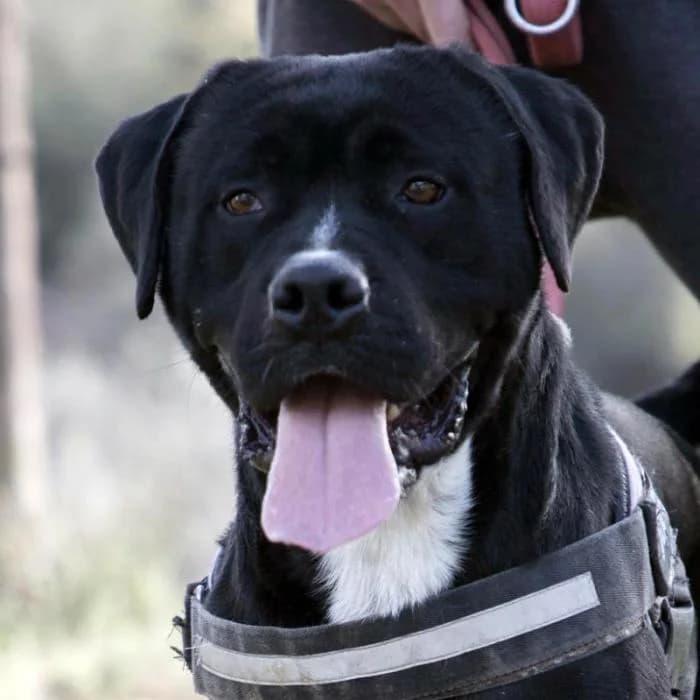 ROOIBOS, male 5yo American Staffordshire Terrier for adoption at Animals Sense Sostre