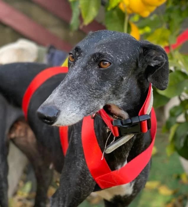 Mati, female 3yo Galgo Español for adoption at Animals Sense Sostre