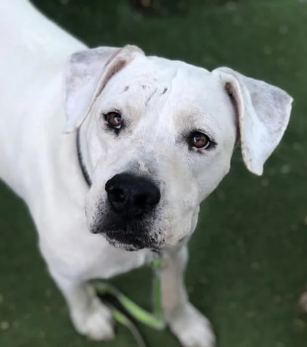 Kiara, female senior Dogo Argentino for adoption at Animals Sense Sostre