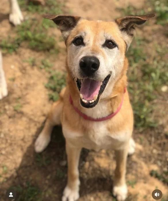 Kasta, male senior Labrador Retriever for adoption at Animals Sense Sostre