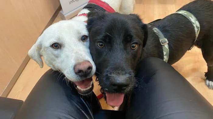 Jasper&Helena caso extern, female puppy Labrador Retriever for adoption at Animals Sense Sostre