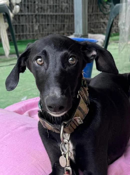 Sankara, male Galgo Español for adoption at Animals Sense Sostre
