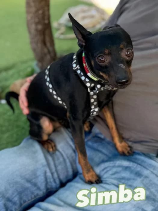 Simba, male 4yo mixed breed for adoption at Animals Sense Sostre