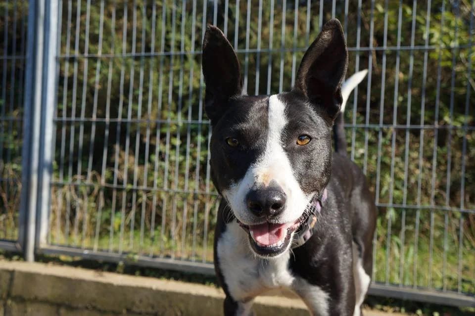 CINZA,  senior Mixed Breed for adoption at APA Occidente Astur