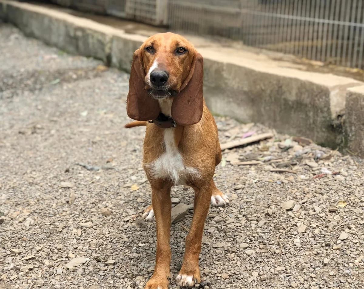 TAO, female 5yo mixed breed for adoption at APA Occidente Astur
