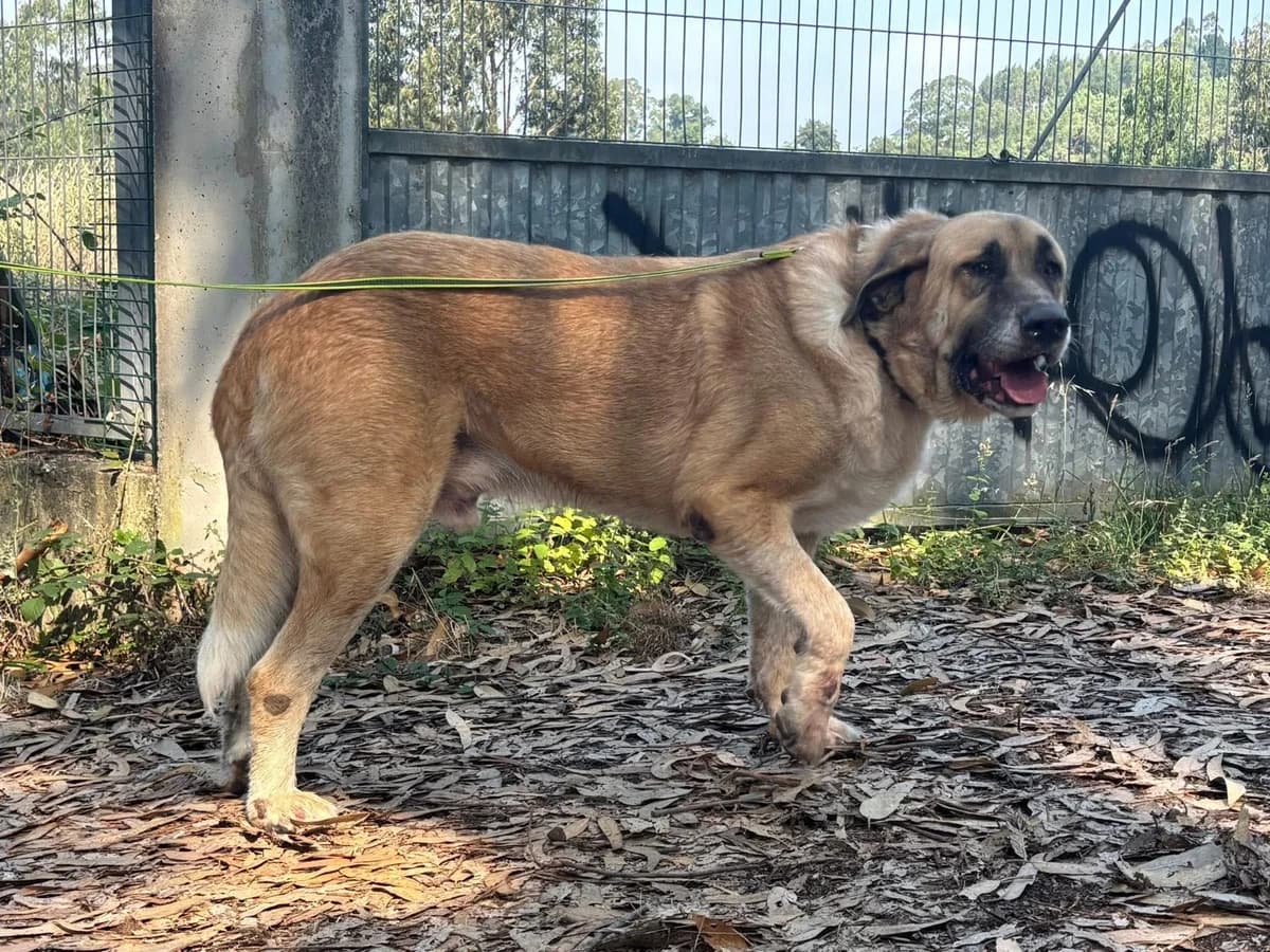 TURBO, male senior Spanish Mastiff for adoption at APA Occidente Astur