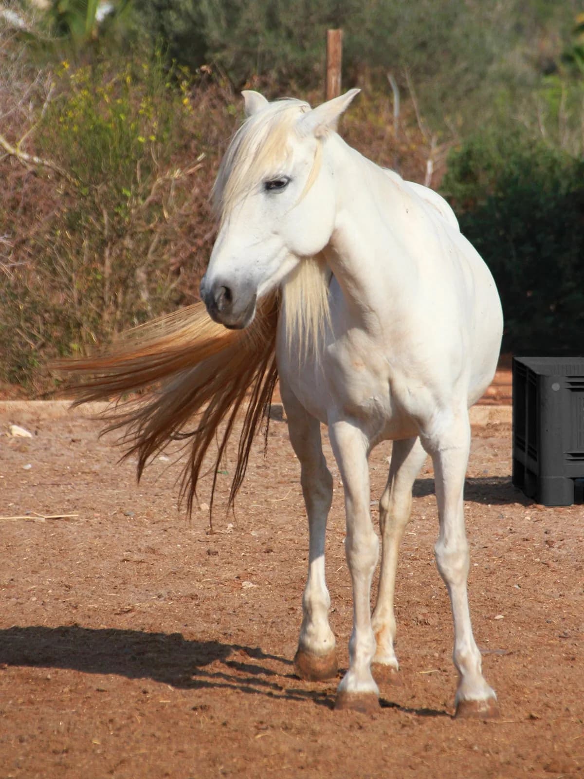 Angel, Tordo female senior mixed breed for adoption at APAC Rescue Horses