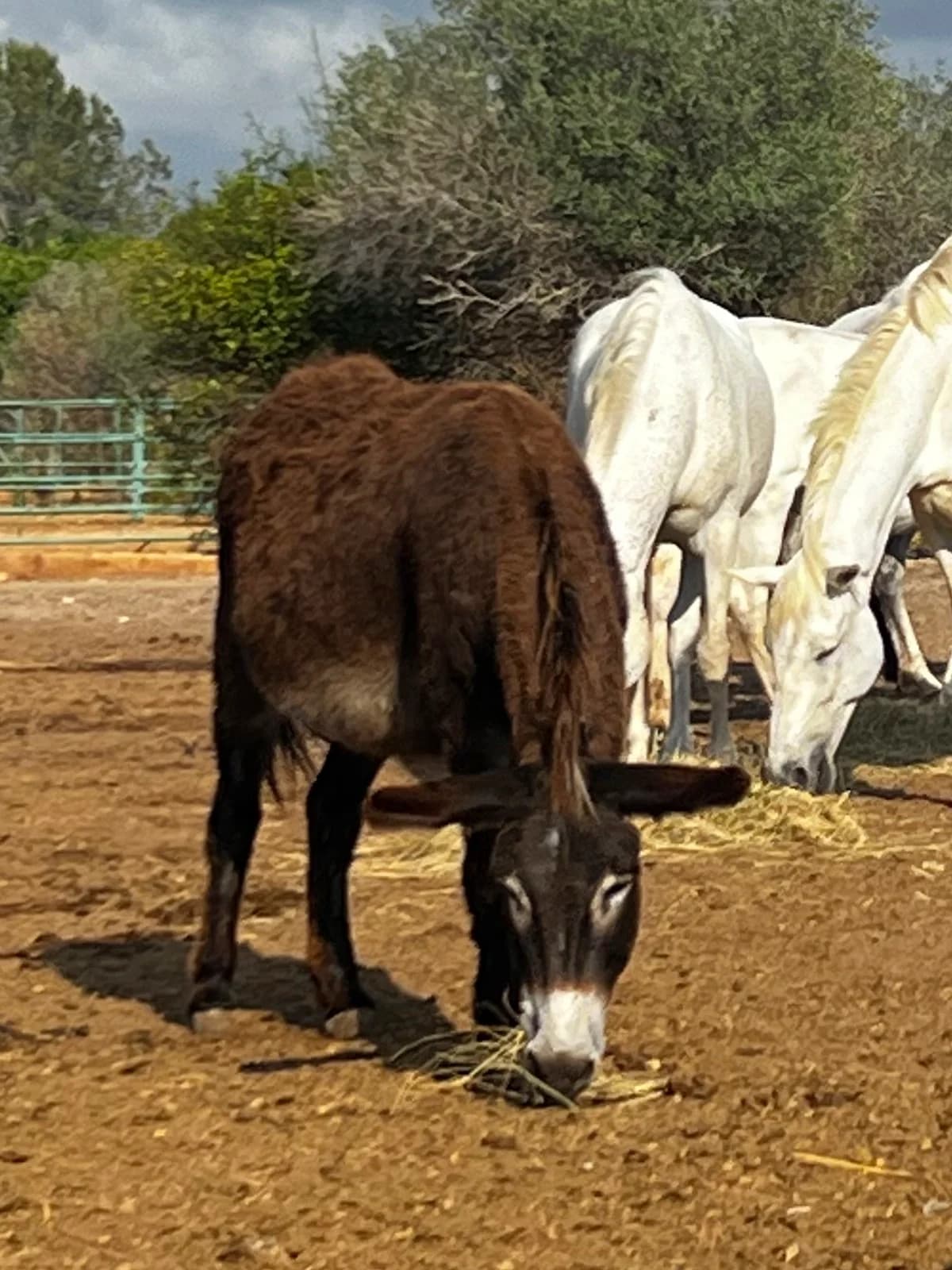 Burrilolo, Brown  mixed breed for adoption at APAC Rescue Horses