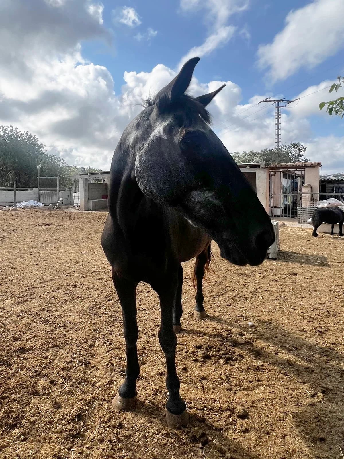 Capitana, Castaño female senior mixed breed for adoption at APAC Rescue Horses