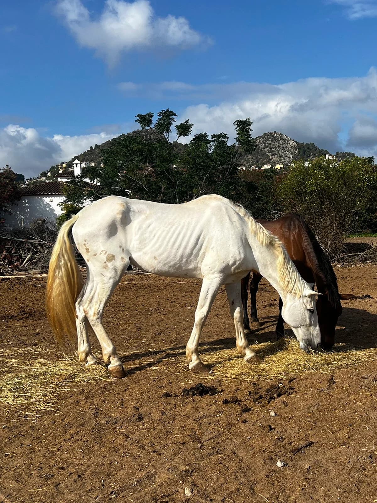 Casper, Grey male mixed breed for adoption at APAC Rescue Horses