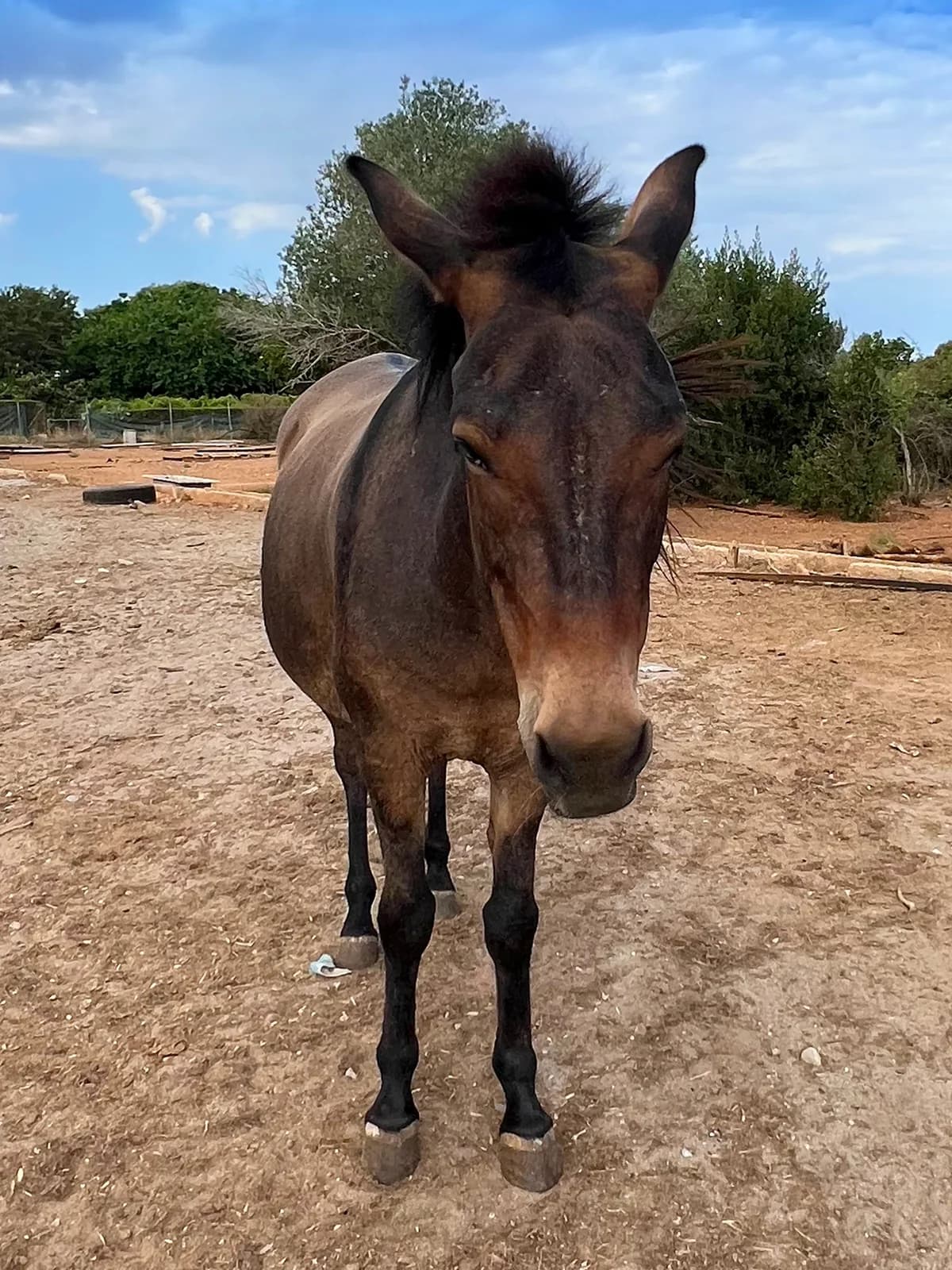 Chyla, Brown  senior mixed breed for adoption at APAC Rescue Horses