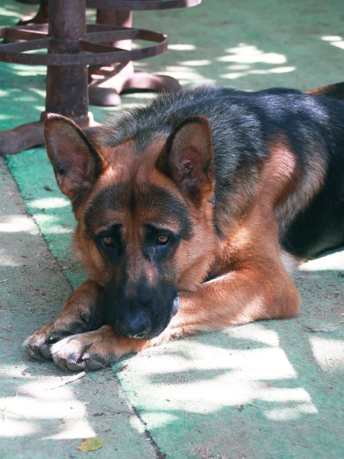 Daniels,  5yo mixed breed for adoption at APAC Rescue Horses