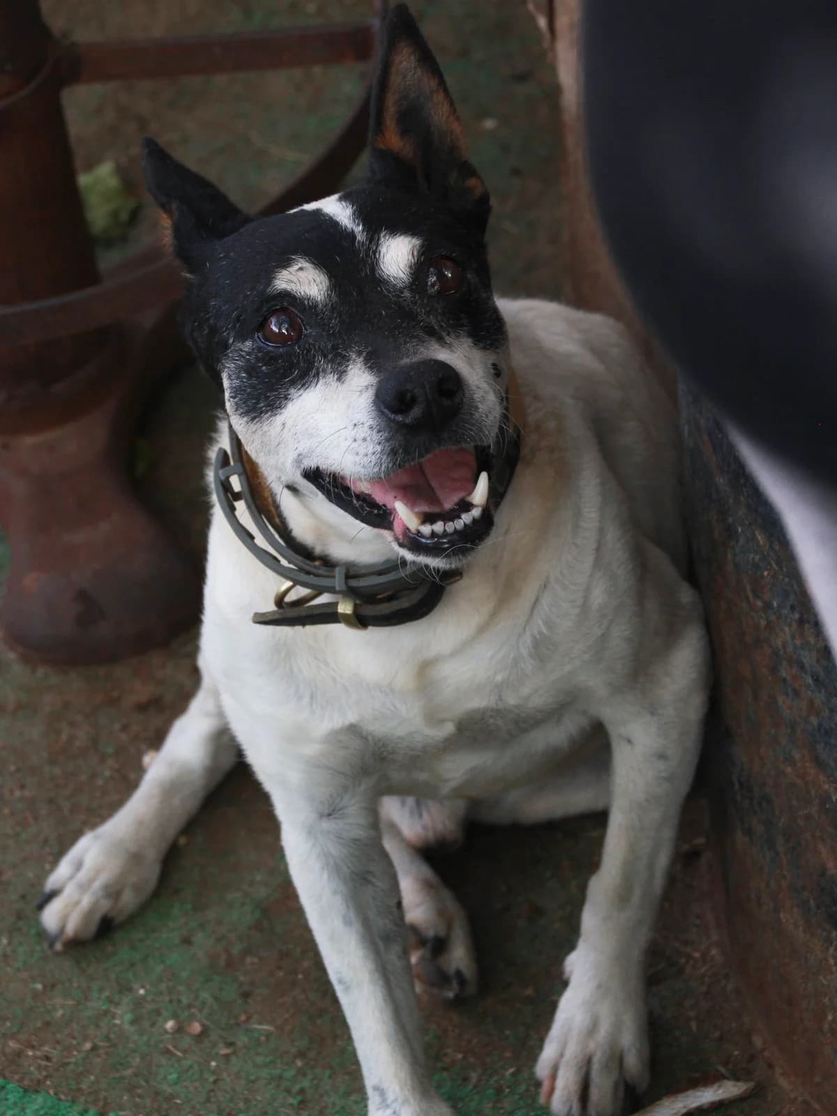 Duke,  senior mixed breed for adoption at APAC Rescue Horses