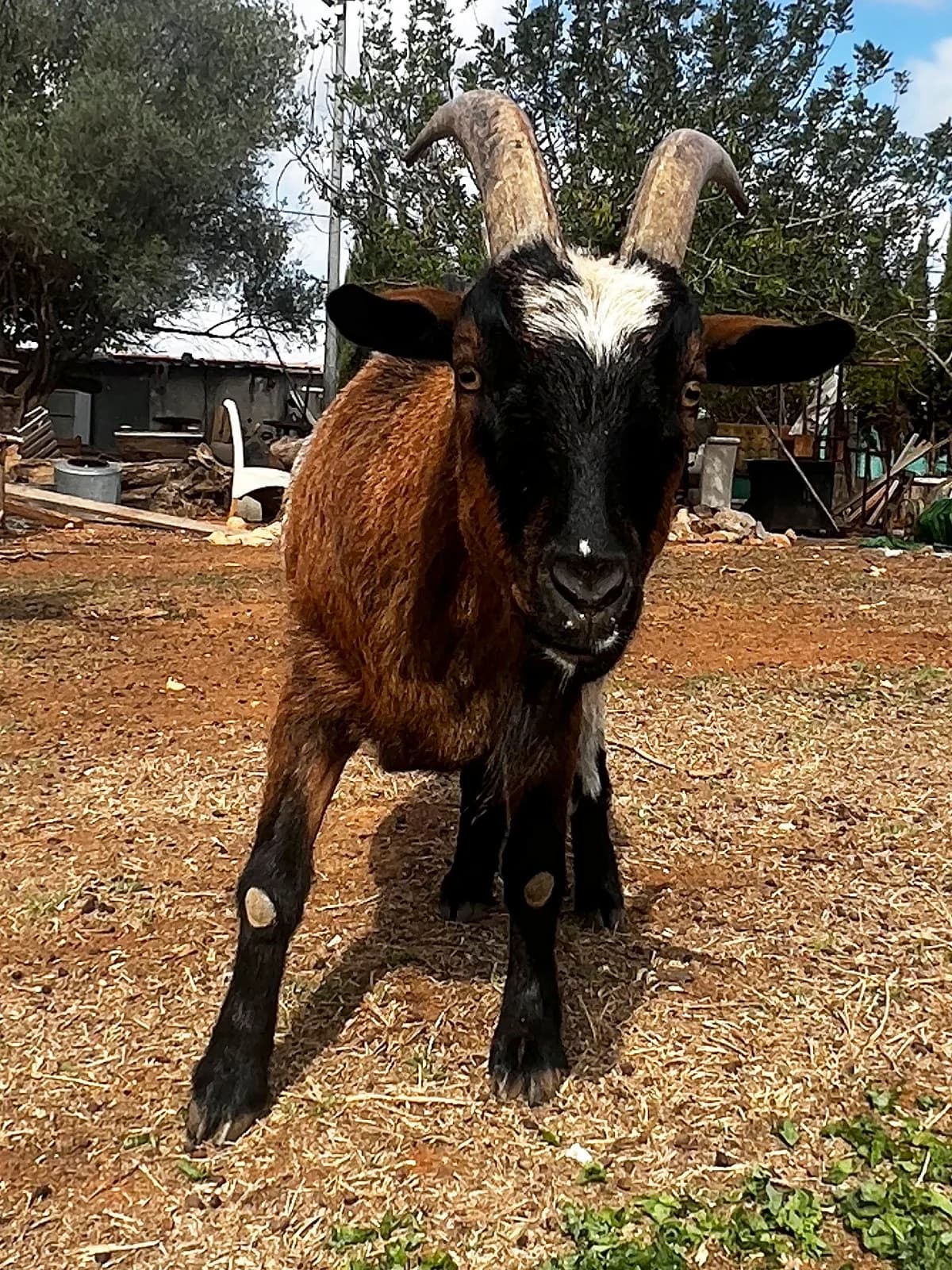 Enrique, mixed breed for adoption at APAC Rescue Horses
