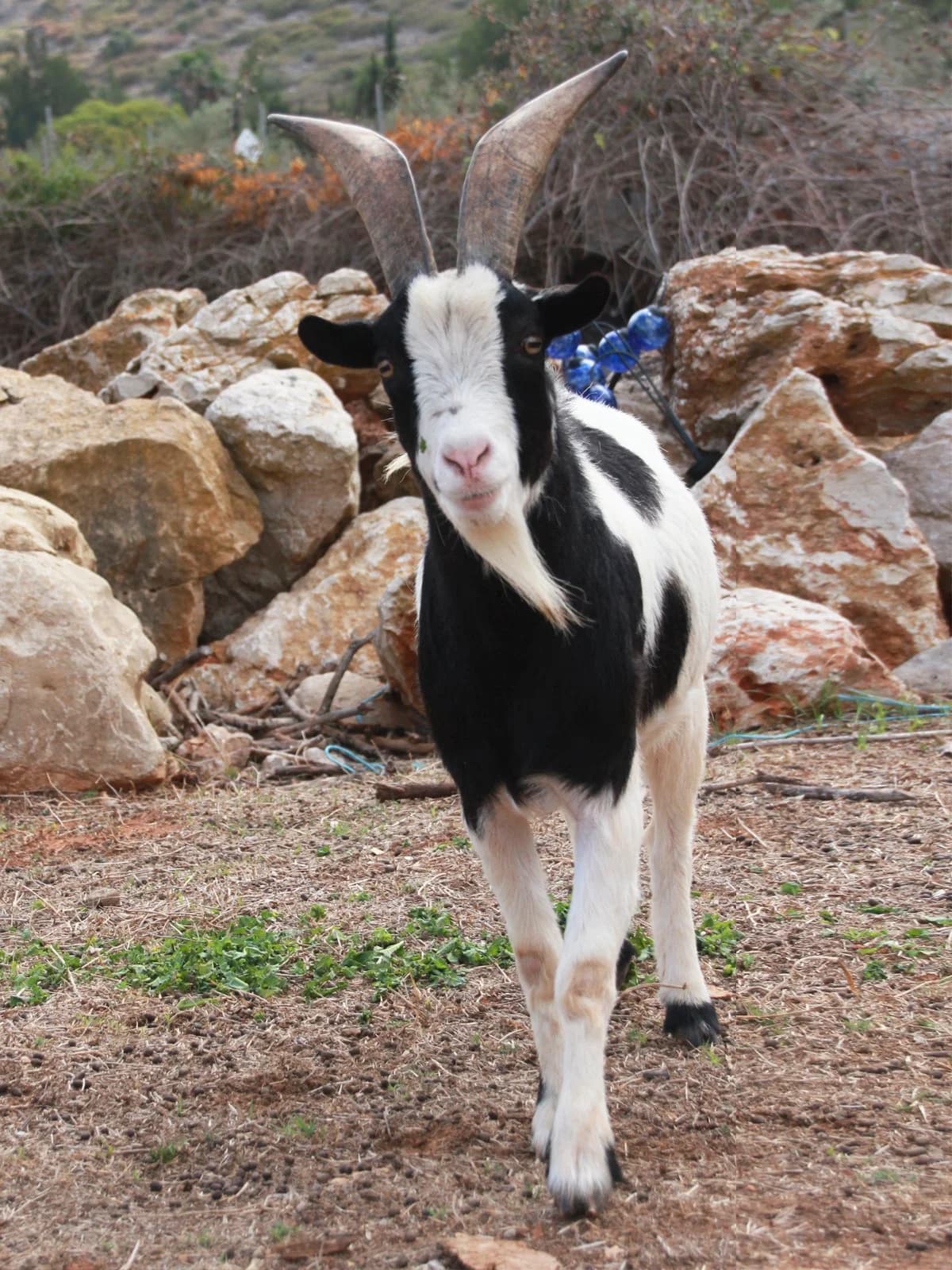 Henry, mixed breed for adoption at APAC Rescue Horses