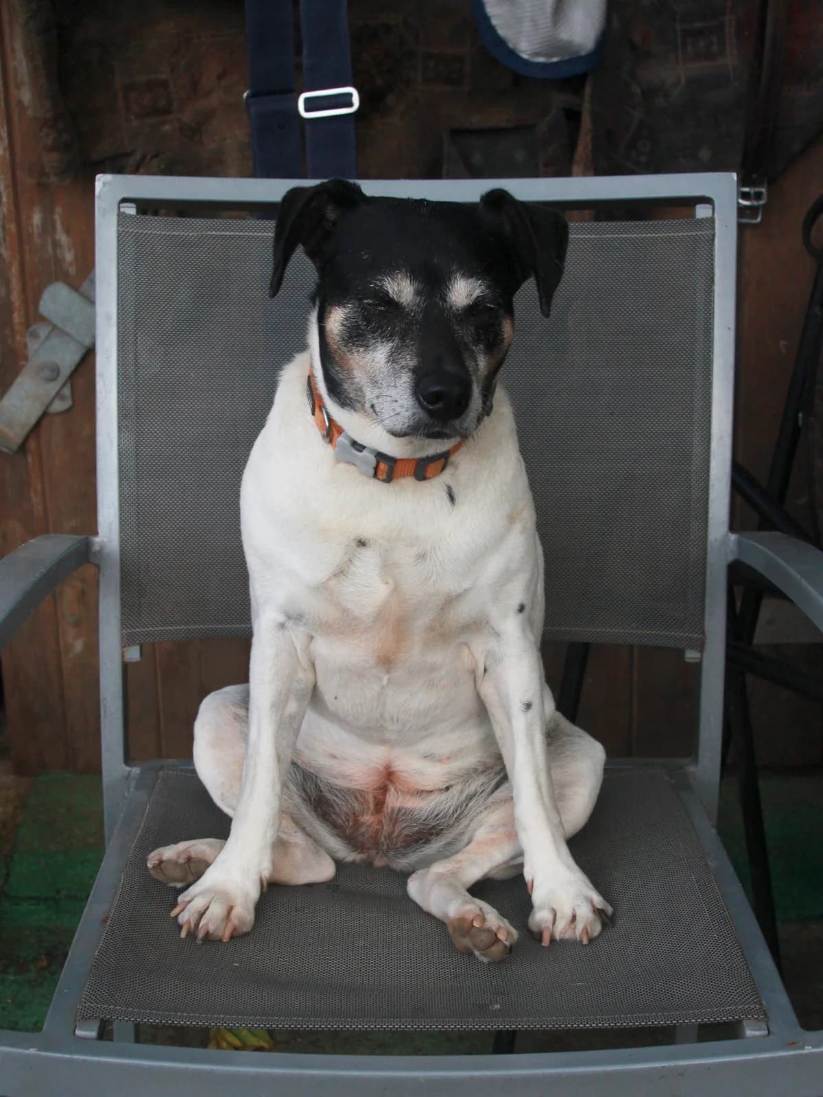 Huffy, White  mixed breed for adoption at APAC Rescue Horses