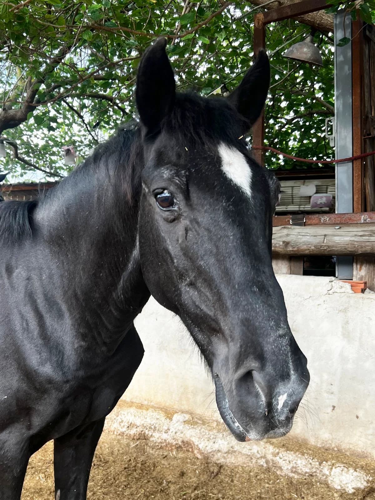 Inky Pink, Black male Mixed Breed for adoption at APAC Rescue Horses