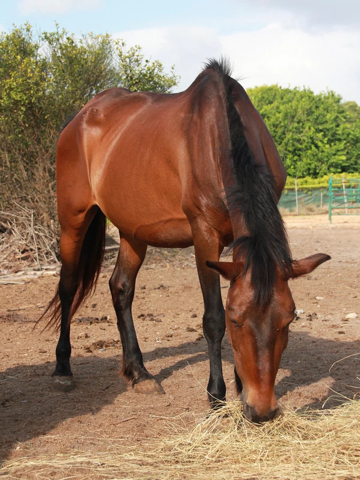 Jessy, Bay female senior mixed breed for adoption at APAC Rescue Horses
