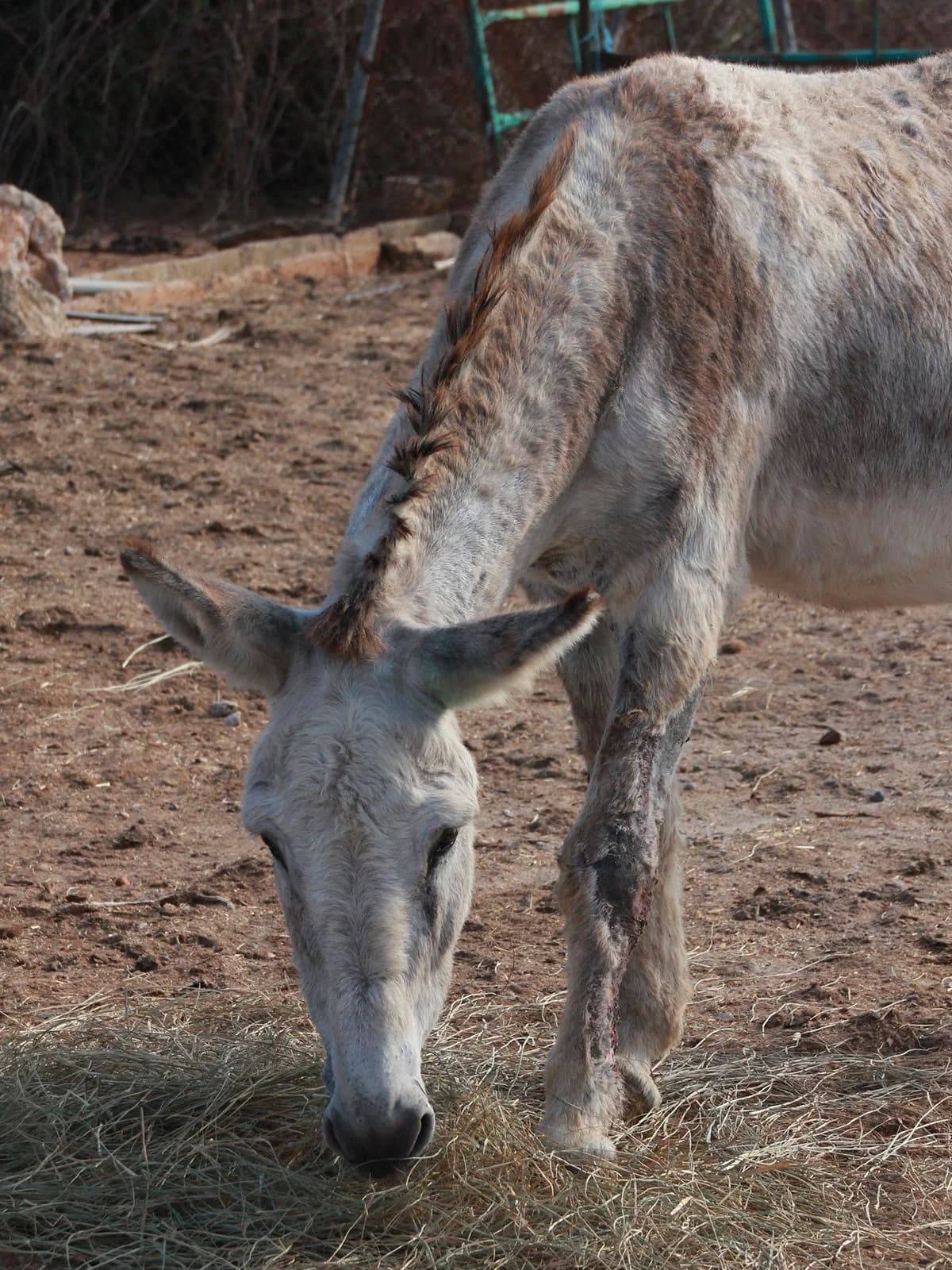 Manolo,  mixed breed for adoption at APAC Rescue Horses