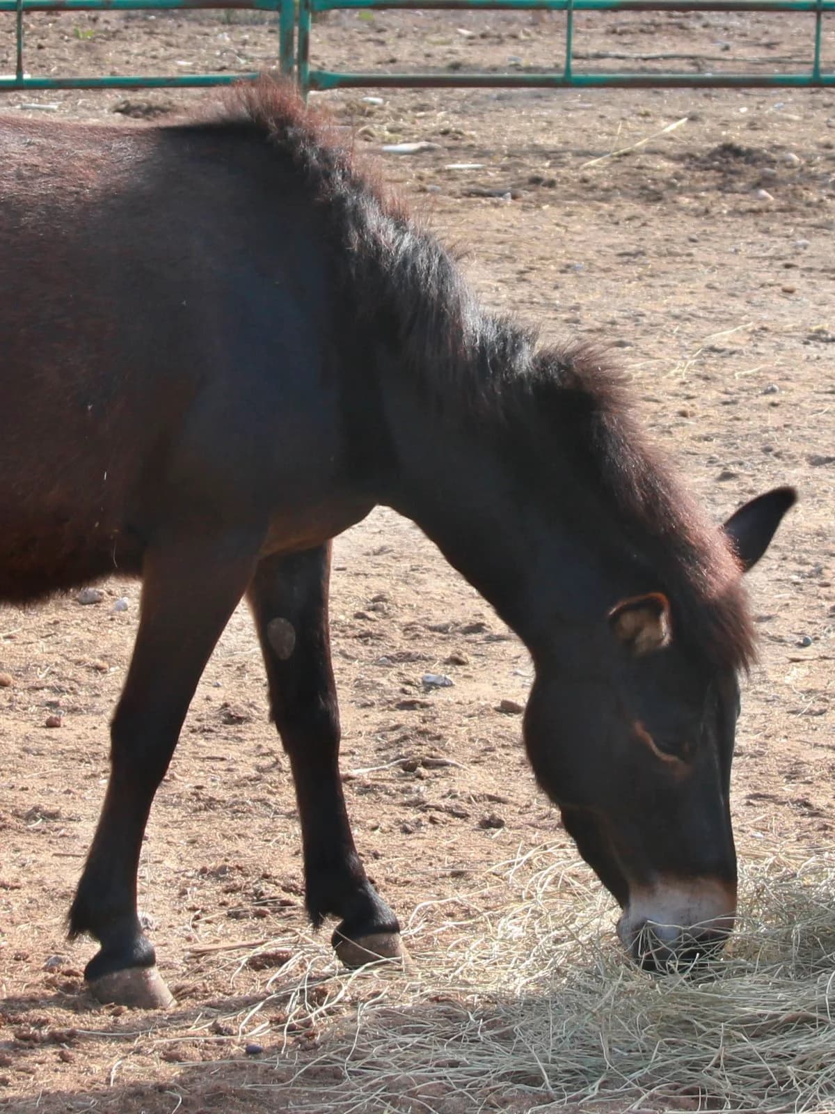 Nita, female Mixed Breed for adoption at APAC Rescue Horses