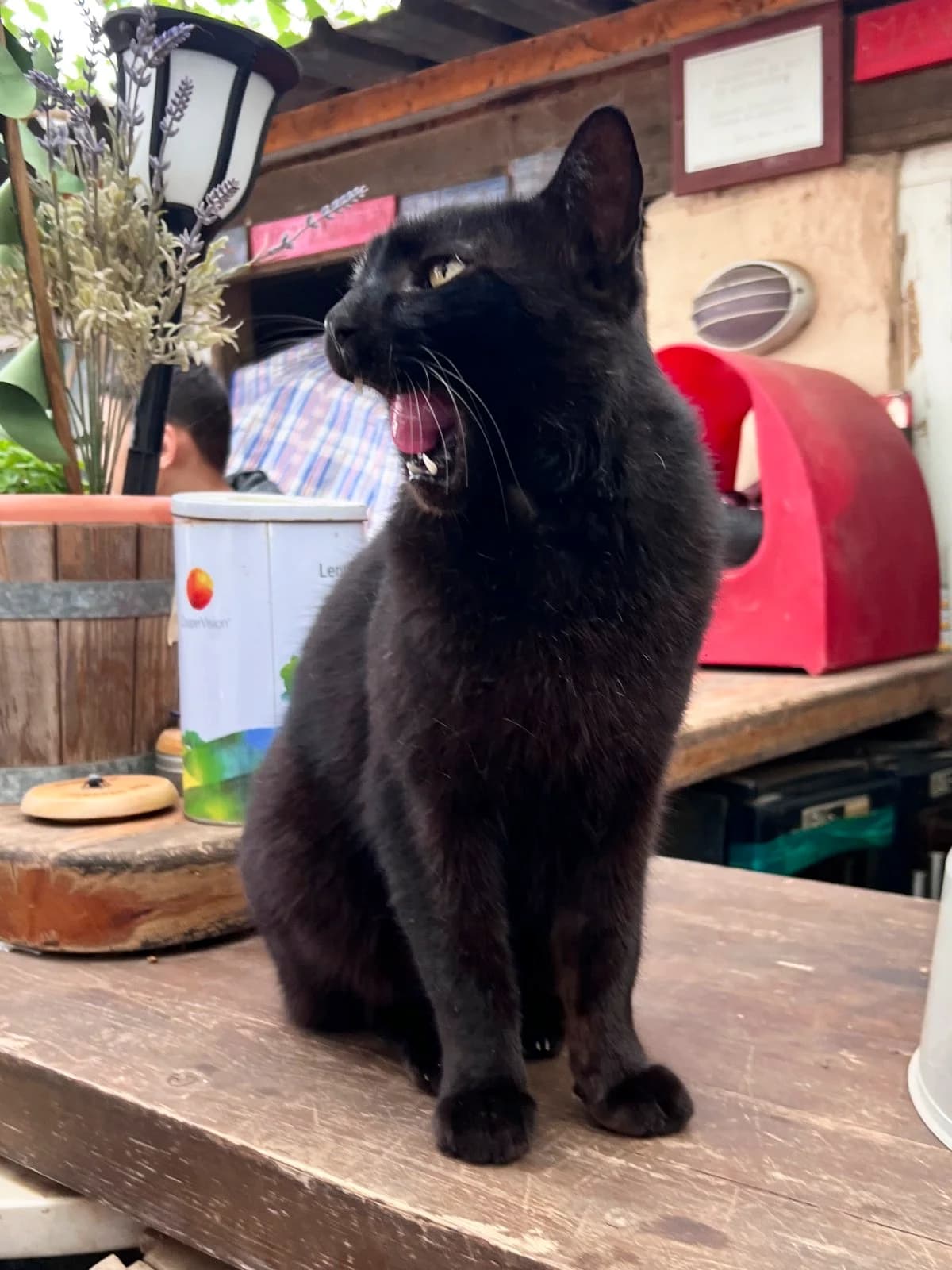 Panther, Black  senior mixed breed for adoption at APAC Rescue Horses