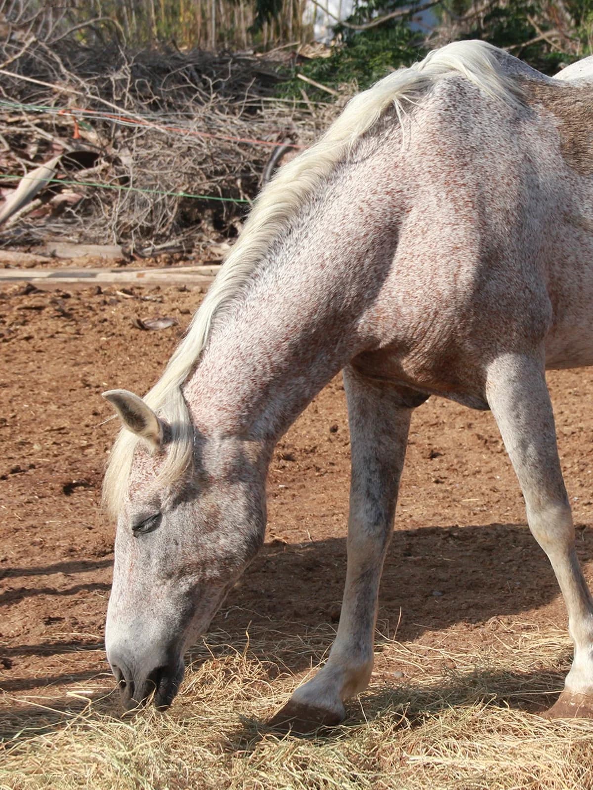 Princess, Grey female mixed breed for adoption at APAC Rescue Horses
