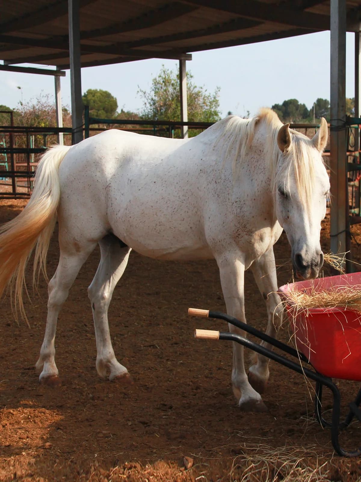 Safiro, Grey male mixed breed for adoption at APAC Rescue Horses
