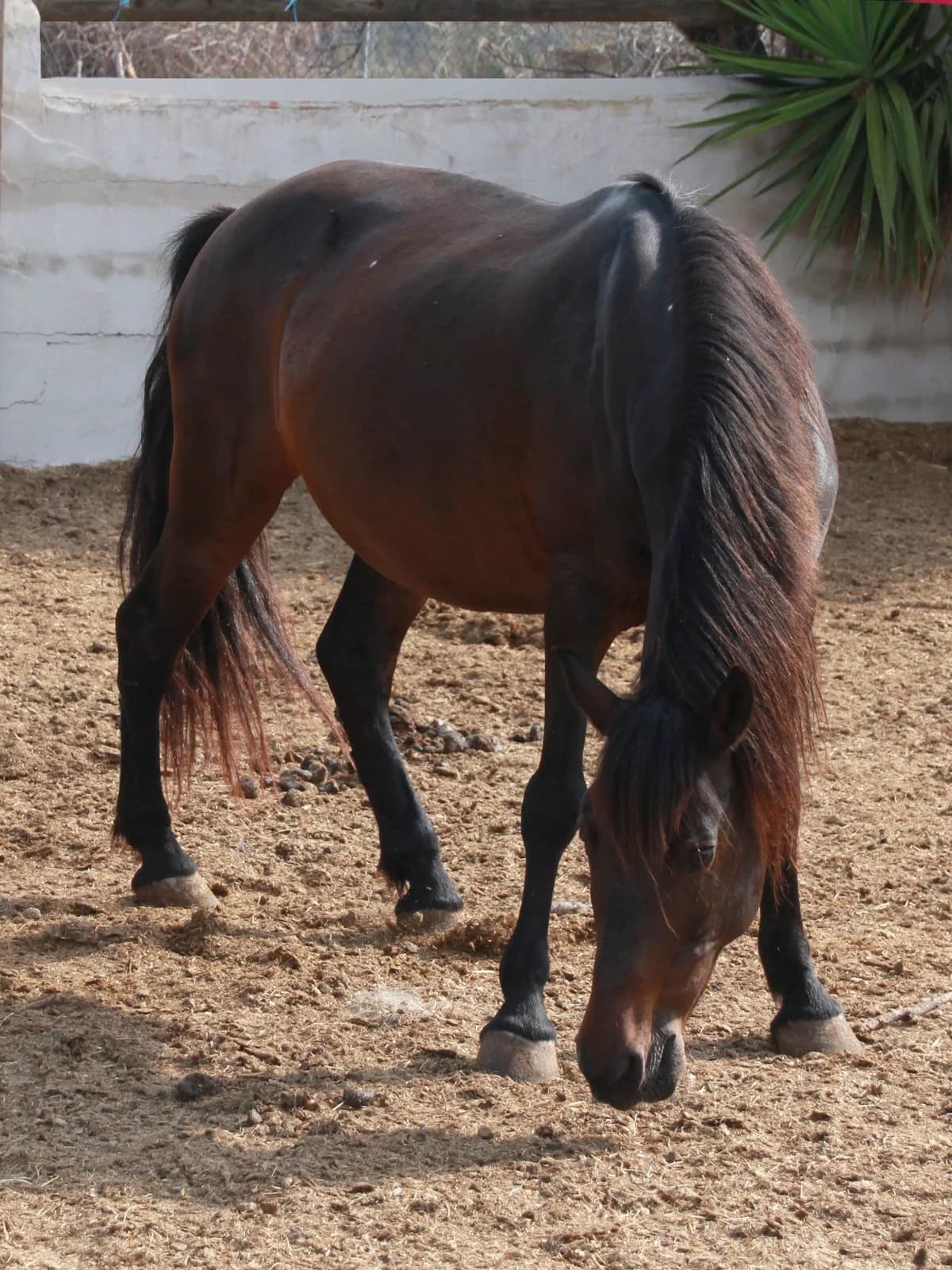 Turka, Bay female Mixed Breed for adoption at APAC Rescue Horses