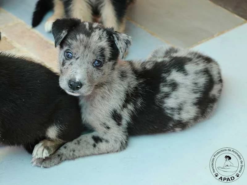 Aiko, male puppy Mixed Breed for adoption at APAD Dénia, Dénia