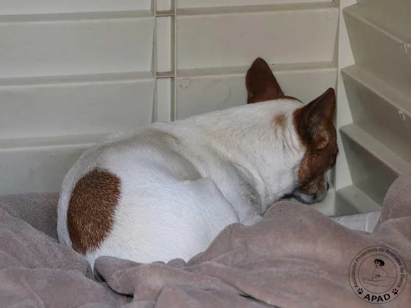Amor, male 3yo Mixed Breed for adoption at APAD Dénia, Dénia