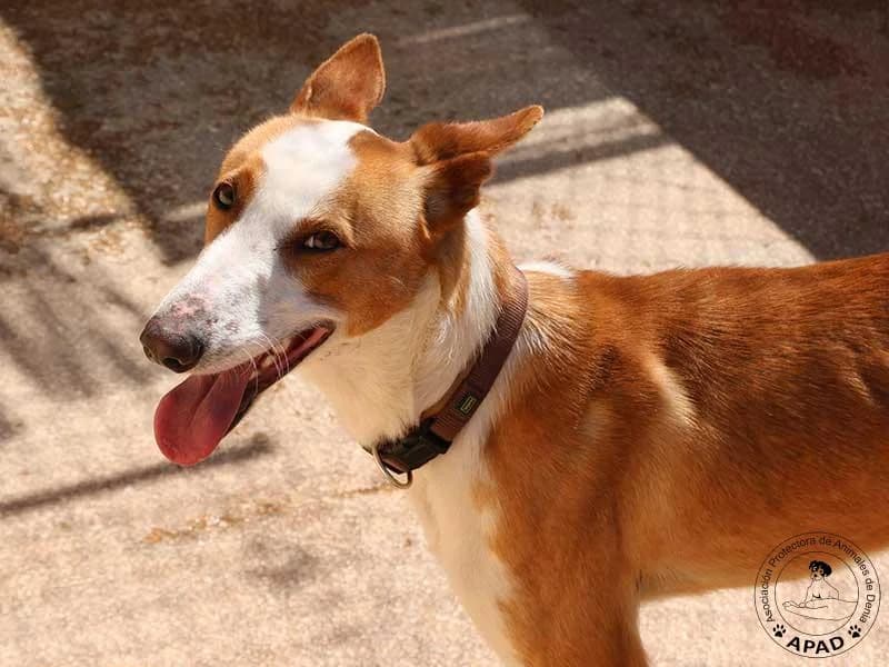 Angel, male young Podenco for adoption at APAD Dénia, Dénia
