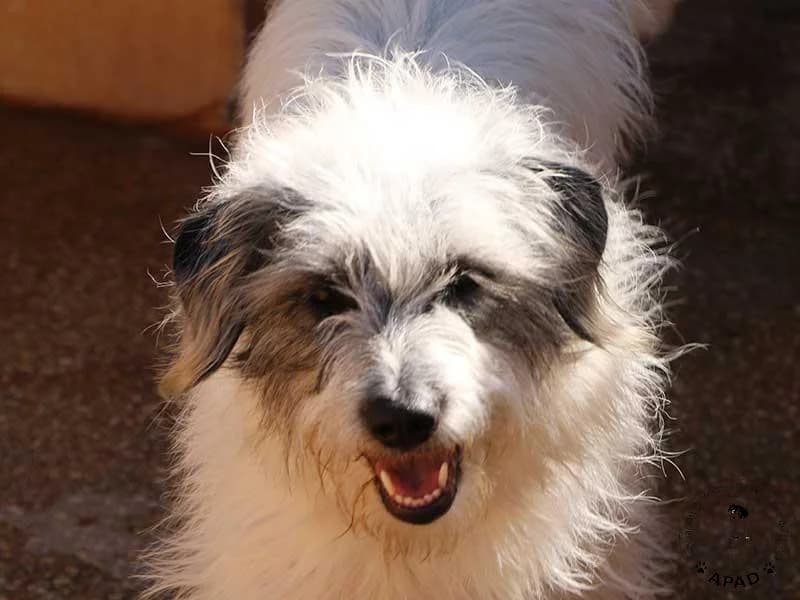 Aria, male 3yo Mixed Breed for adoption at APAD Dénia, Dénia