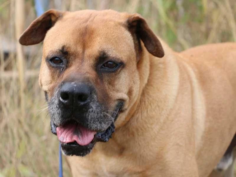 Barkley, male mixed breed for adoption at APAD Dénia, Dénia
