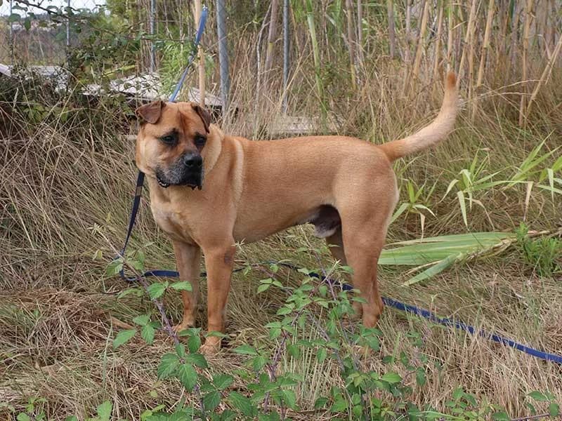Barkley, male mixed breed for adoption at APAD Dénia, Dénia — photo 2 of 21