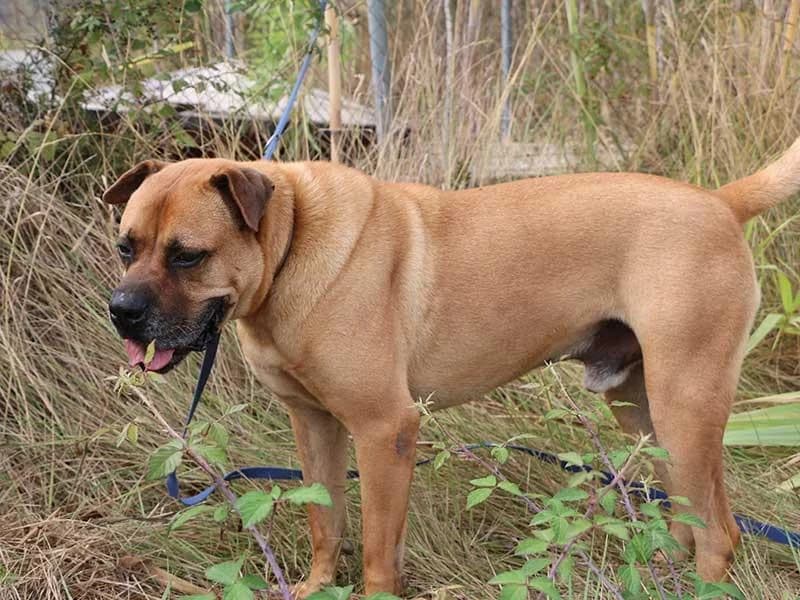 Barkley, male mixed breed for adoption at APAD Dénia, Dénia — photo 3 of 21