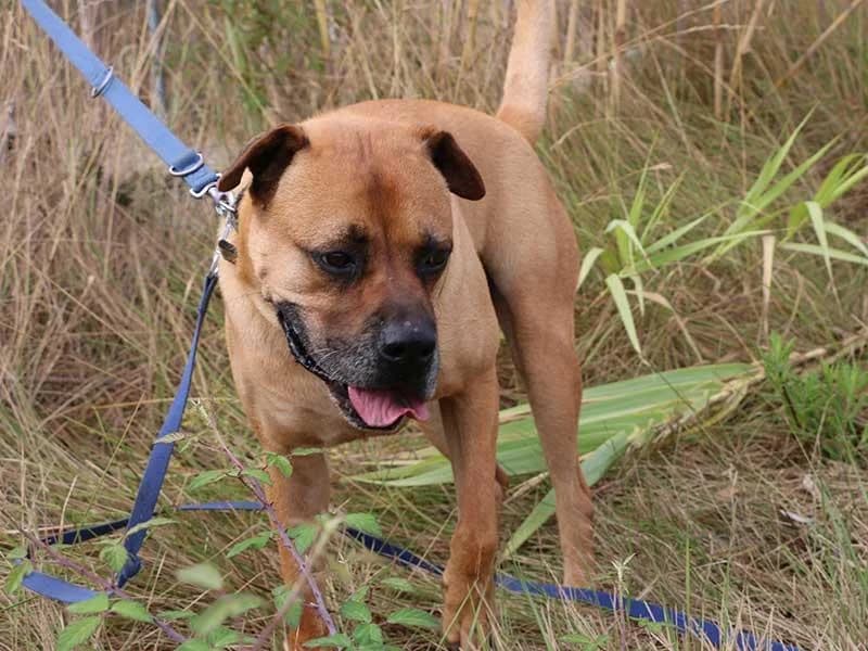 Barkley, male mixed breed for adoption at APAD Dénia, Dénia — photo 4 of 21