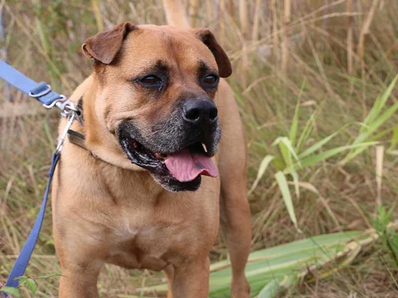 Barkley, male mixed breed for adoption at APAD Dénia, Dénia — photo 5 of 21