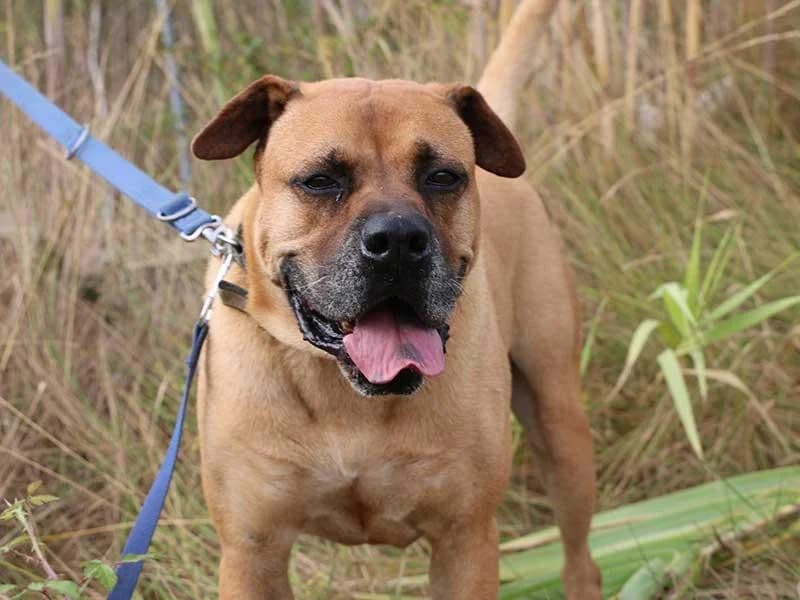Barkley, male mixed breed for adoption at APAD Dénia, Dénia — photo 6 of 21