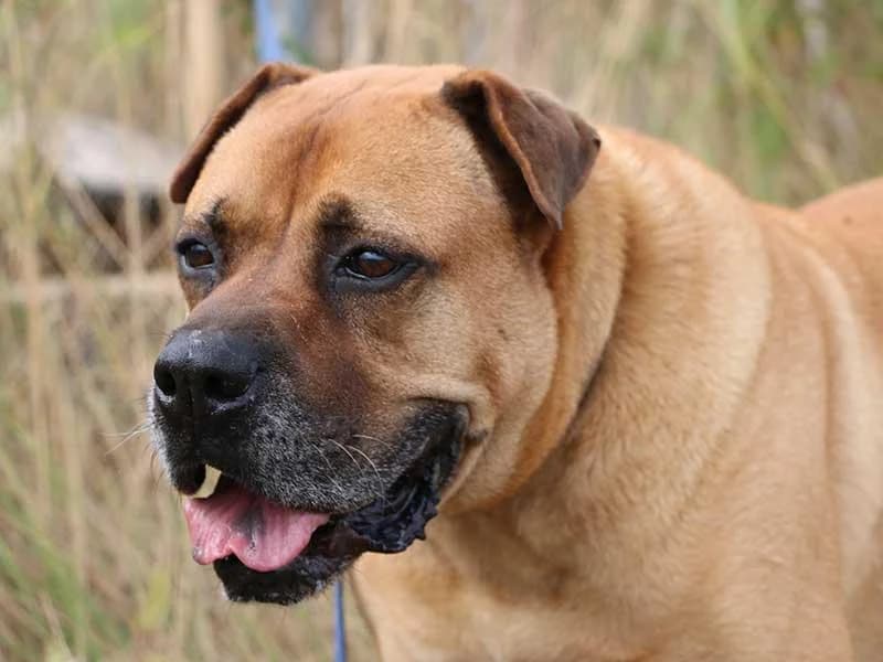 Barkley, male mixed breed for adoption at APAD Dénia, Dénia — photo 7 of 21