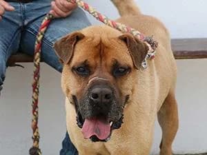 Barkley, male mixed breed for adoption at APAD Dénia, Dénia — photo 8 of 21