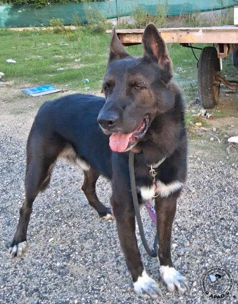 Bayron, male German Shepherd for adoption at APAD Dénia, Dénia — photo 2 of 13
