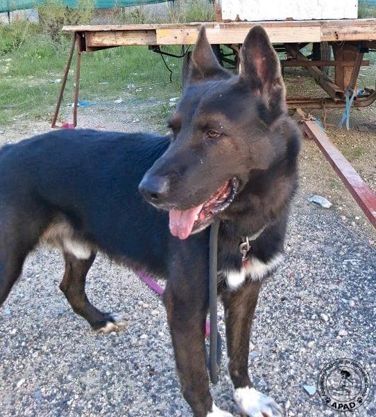 Bayron, male German Shepherd for adoption at APAD Dénia, Dénia — photo 3 of 13
