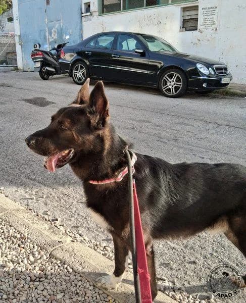 Bayron, male German Shepherd for adoption at APAD Dénia, Dénia — photo 4 of 13