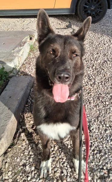 Bayron, male German Shepherd for adoption at APAD Dénia, Dénia — photo 5 of 13