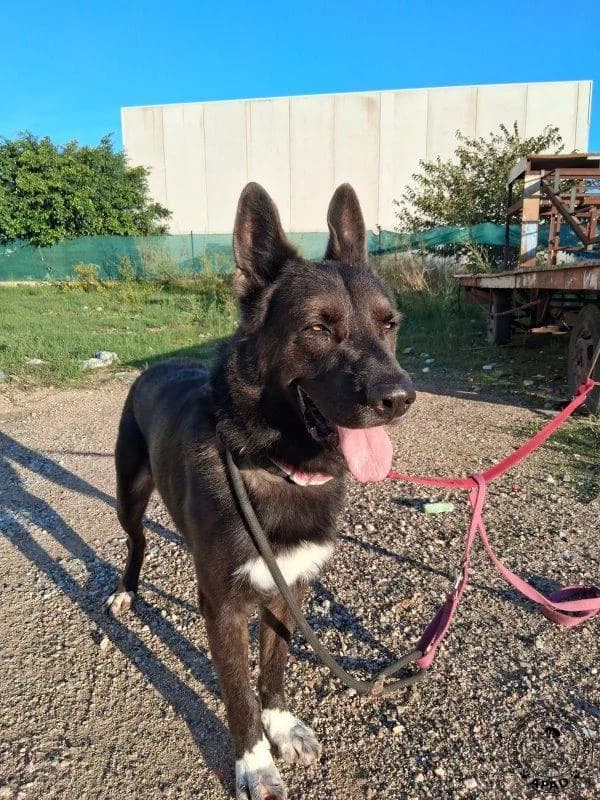 Bayron, male German Shepherd for adoption at APAD Dénia, Dénia — photo 6 of 13