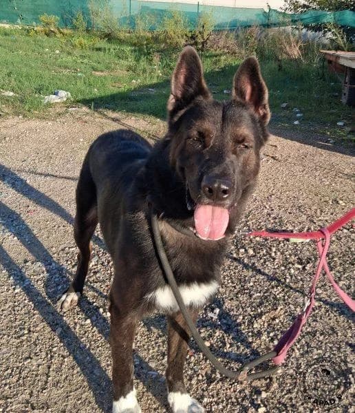 Bayron, male German Shepherd for adoption at APAD Dénia, Dénia — photo 7 of 13
